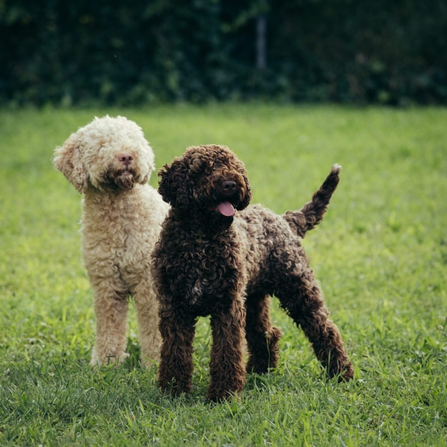 Purebred,Dogs,Playing,Outdoor,In,Backyard